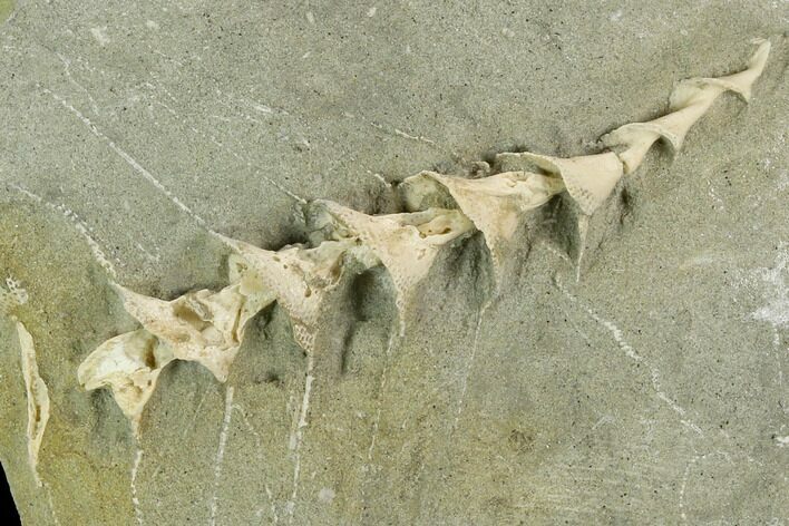 Archimedes Screw Bryozoan Fossil - Illinois #129633